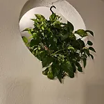 Noa