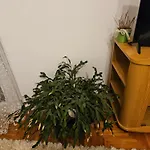 Noa *