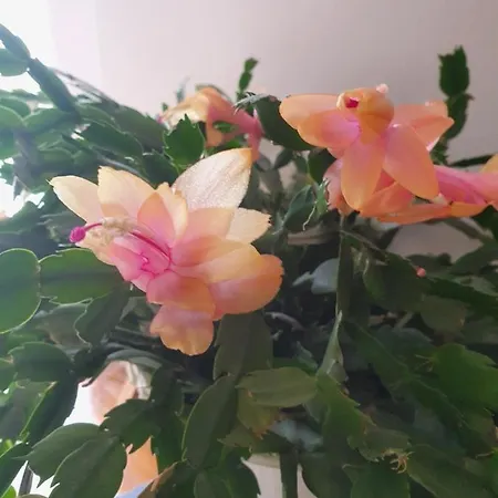 Appartement Noa Knin