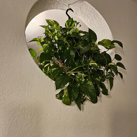 Noa