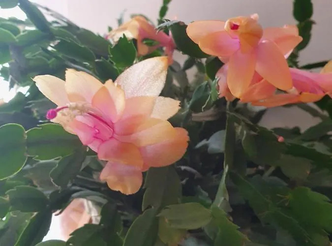 Appartement Noa Knin